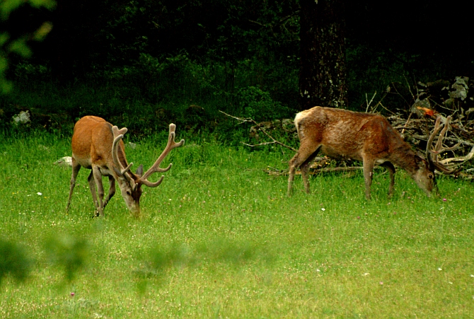 PASSIONE PER IL CERVO